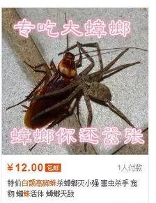 国产蟑螂广告视频播放大全,趣味横生，创意无限