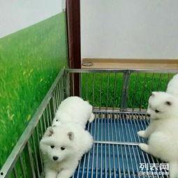 国产大狗小视频